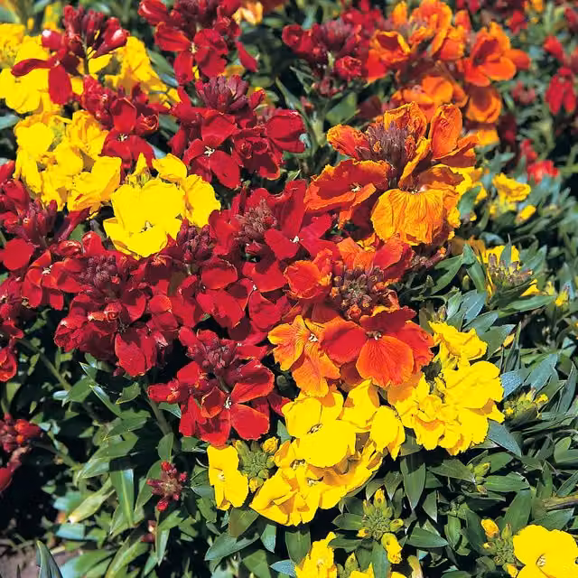 Unwins Scented Mix Wallflower Flower Seeds, Multicolour