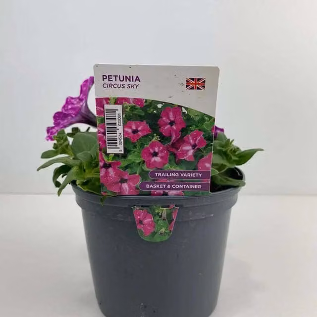 Plants by Post Petunia Circus Sky Bedding Plants, Magenta, Pink, Purple, White and Grey, 2 x 1L Pots