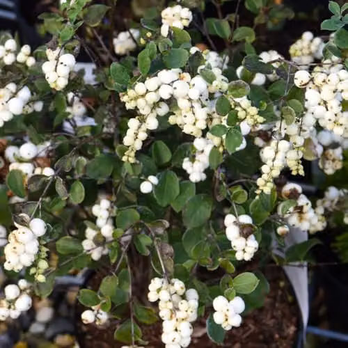Thompson & Morgan Symphoricarpos Magical Galaxy Hardy Deciduous Shrub with White Berries, 9cm Pot – 2