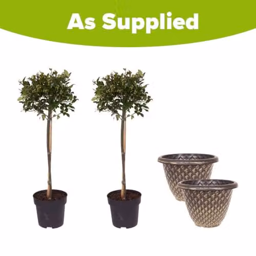 YouGarden Pair of Holly Tree Standards with Gold Effect Decorative Pinecone Planters, Height: 90 cm, Planter Diameter: 34 cm – 4