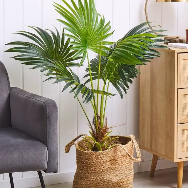 Wyld and Coco Artificial Potted Fan Palm, Height: 100 cm, Green and Black