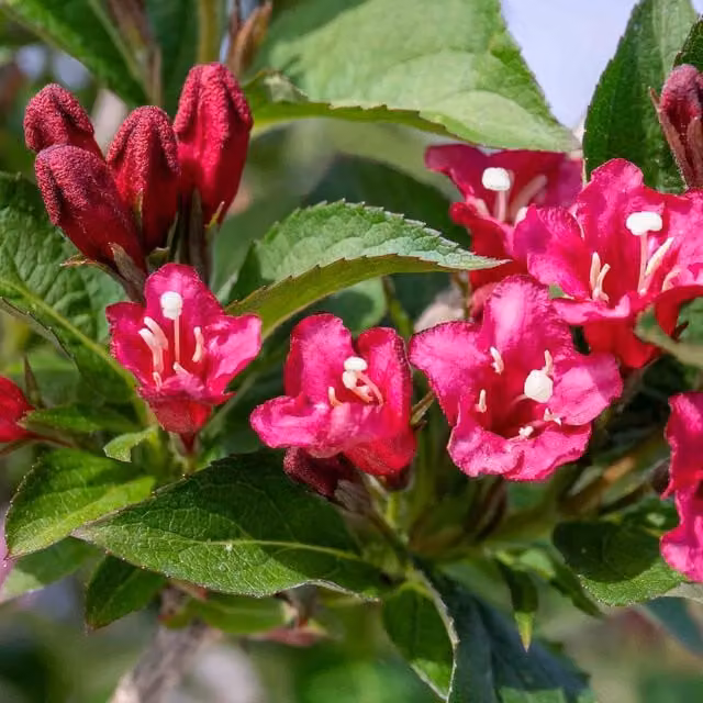 Marshalls Garden Weigela Bristol Ruby Ornamental Shrub with Pink and Red Flowers, 3L