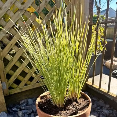 Thompson and Morgan Lomandra Arctic Frost Variegated Evergreen Grass-Like Foliage, Drought Tolerant Low Maintenance Groundcover Plant in 9cm Pot