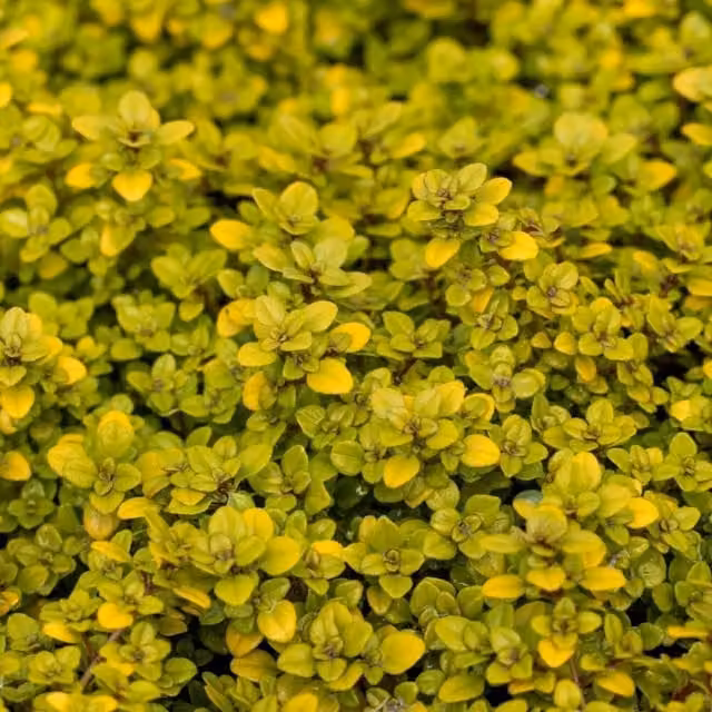 Set of 3 Archers Gold Creeping Thyme Thymus Pulegioides Bedding Plants in 9cm Pots