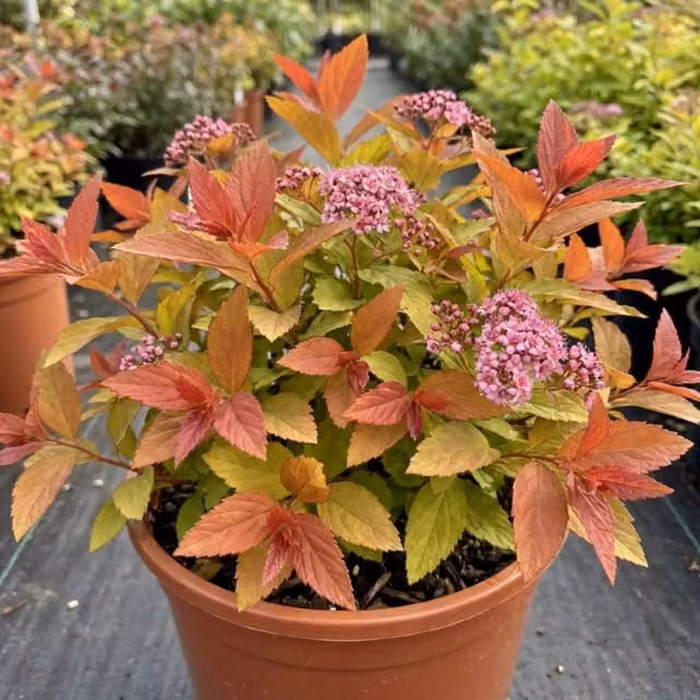 Plants by Post Spiraea japonica Goldflame Ornamental Potted Shrub, Gold, Orange and Multicolour, 2L