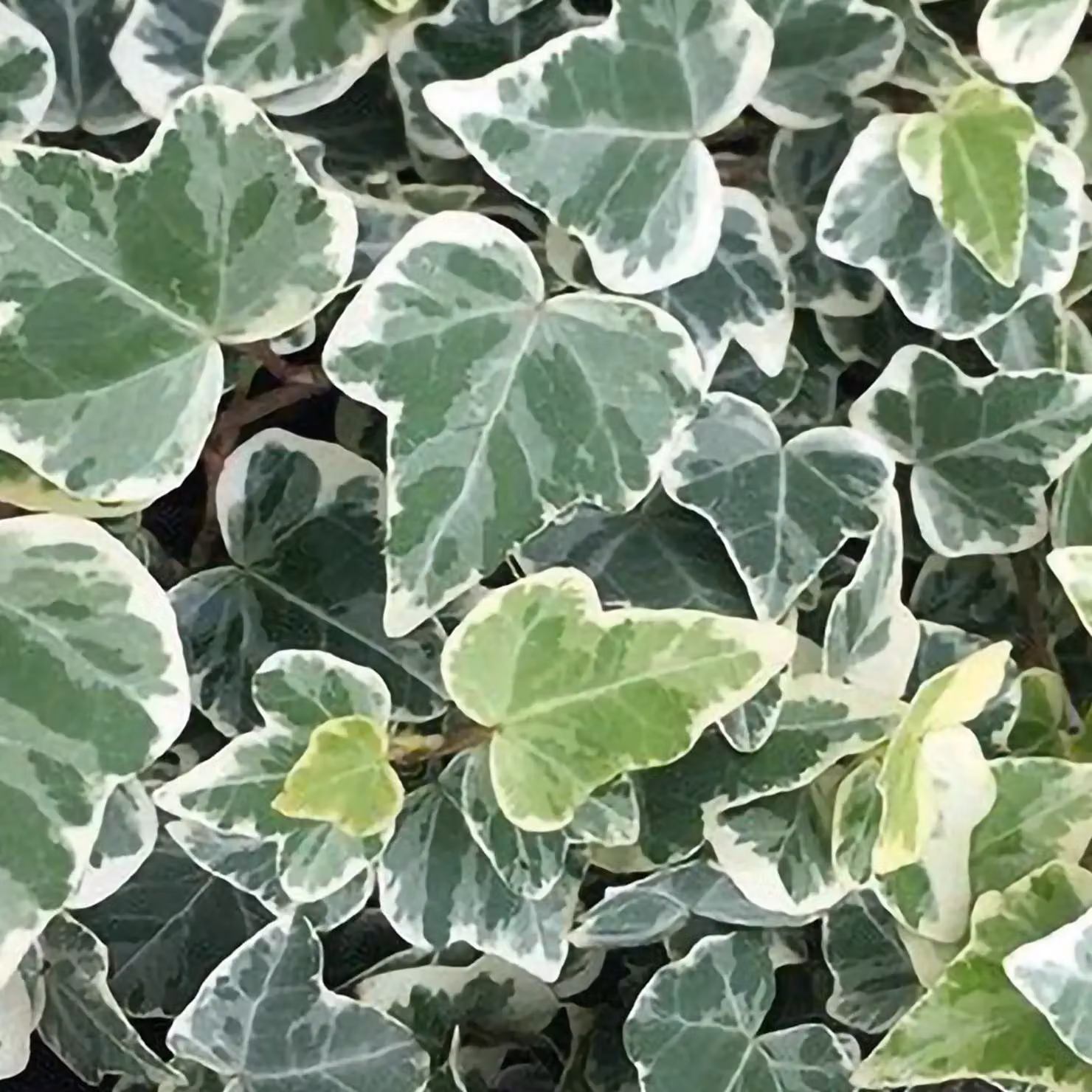 Primrose Hedera Helix White Wonder English Ivy Climbing Houseplant in a Green 8.5cm Pot – 2