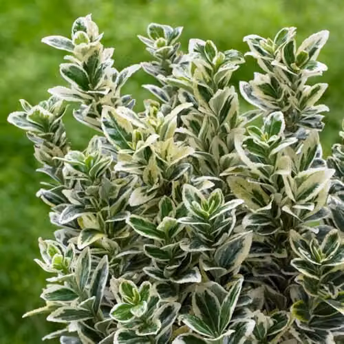Thompson and Morgan Euonymus japonicus White Spire Variegated Evergreen Shrub, 9cm Pot – 3