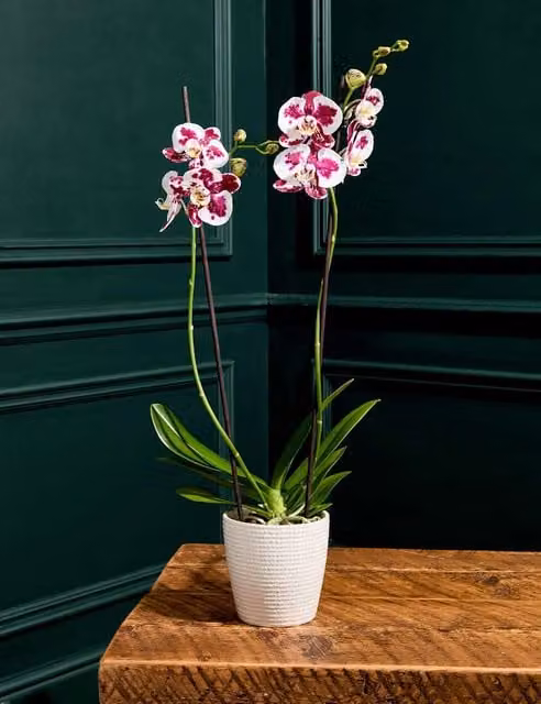 M&S Flower Market Large Marrakech Phalaenopsis Orchid in White and Pink Dotted Ceramic Pot