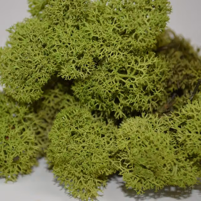 Natural Crafts Organic Green Reindeer Moss