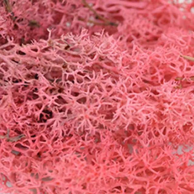 Natural Crafts Coloured Reindeer Moss in Pink