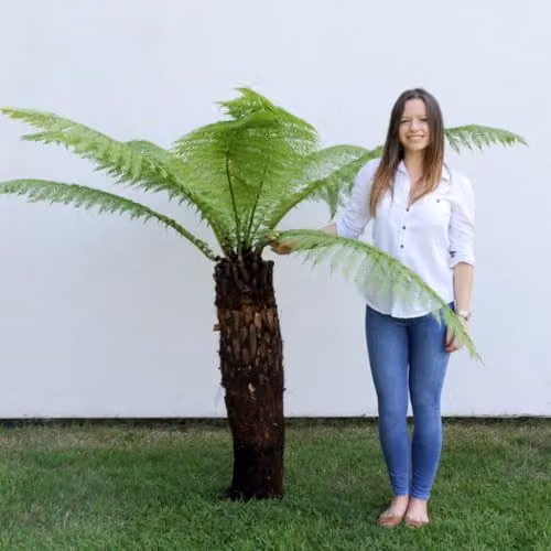 Thompson and Morgan Dicksonia Antarctica Australian Tree Fern, 2 x 0.5ft Trunk, Green Perennial Plant – 3