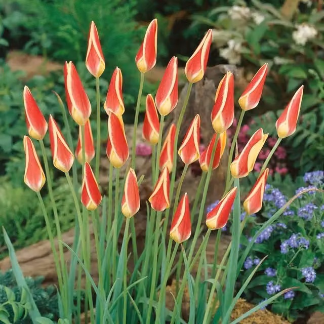 Marshalls Garden Tulip Tinka Golden Yellow Flower Bulbs