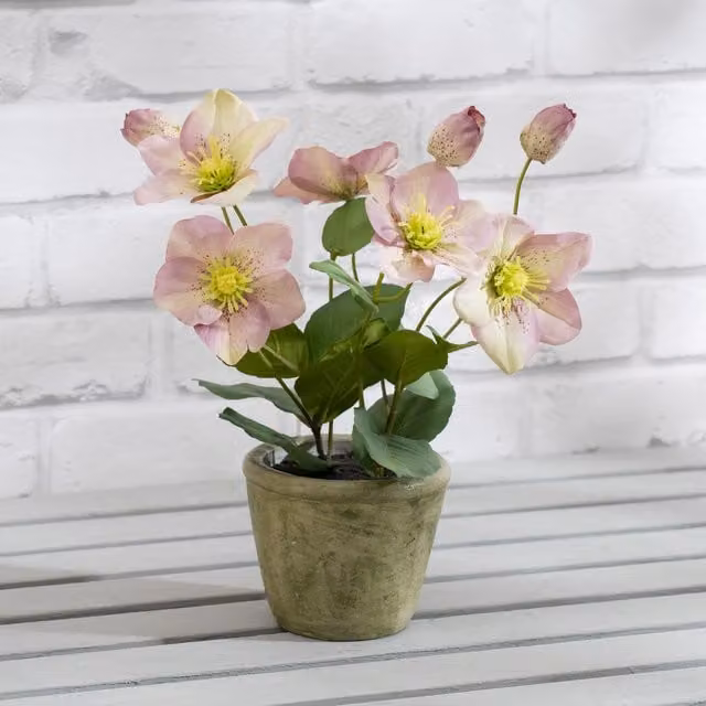 Scottish Everlastings Ltd Purple Hellebore Potted Plant in Ceramic Tabletop Pot