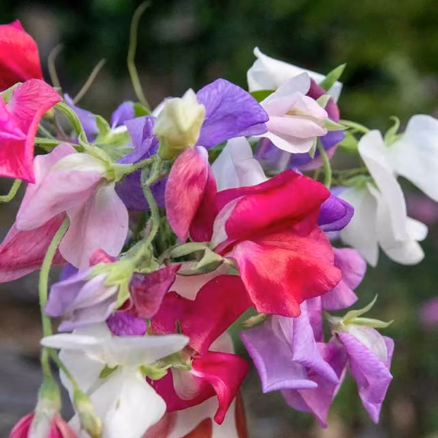 Unwins Galaxy Mix Multicolour Sweet Pea Flower Seeds
