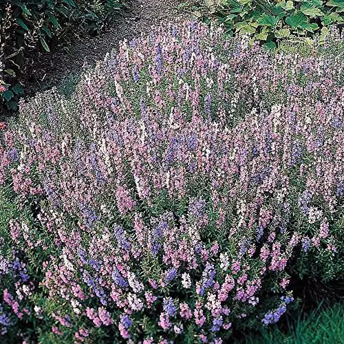Thompson and Morgan Tricolour Mixed Herb Hyssop Hardy Shrub Seeds, 150 Seeds