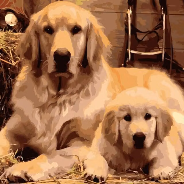 Syntego Golden Retriever Paint by Numbers Kit with Multicolour Acrylic Canvas for Adults