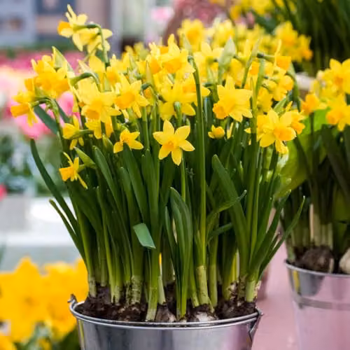 YouGarden Narcissus Tete a Tete Daffodil Bulbs, 200 Bulbs, Yellow – 4