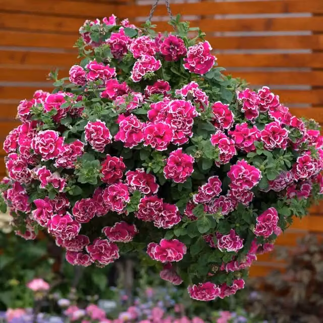Marshalls Garden Pink Petunia Tumbelina Anna Bedding Plant for Hanging Baskets
