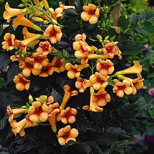 Thompson and Morgan Campsis x Tagliabuana Indian Summer Orange Climbing Hardy Shrub, 2 Litre Pot, Pack of 3 – 3