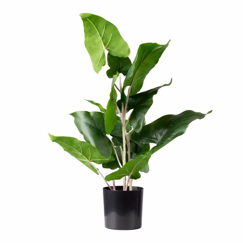 Scottish Everlastings Ltd Green Typhonium Potted Plant, Height: 48 cm – 3
