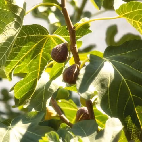 Thompson & Morgan Hardy Brown Turkey Fig Tree, 2 x 3 Litre Potted Outdoor Fruit Plants – 1