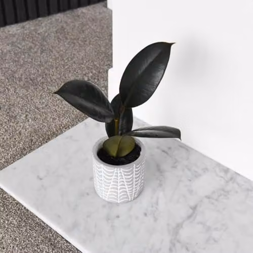 Thompson & Morgan Ficus elastica Abidjan Rubber Plant, 2 Pack, Height: 15 cm, Pot Diameter: 8.5 cm – 4