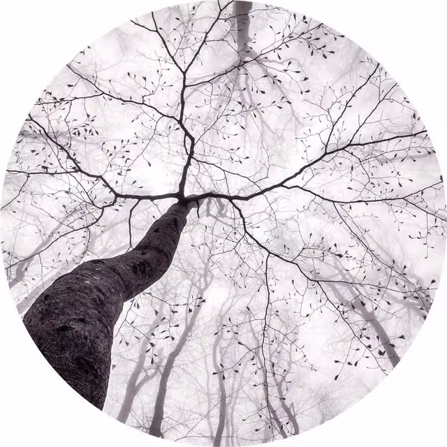 Inside The Trees Grey Wall Mural, Width: 192 cm