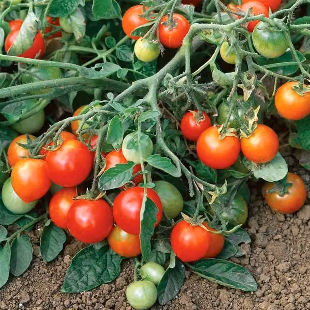 Marshalls Garden Red Alert F1 Tomato Seeds, Extra-Early Bush Cherry Variety, 25 Pack