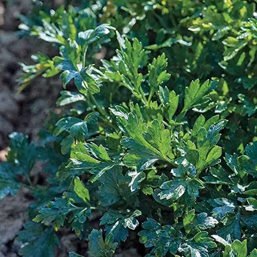 Thompson and Morgan Herb Parsley Titan Flat-leaved Hardy Biennial Green Plant