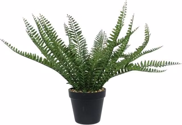 KDMD Black Botanica Potted Fern Plastic Green Tabletop Plant