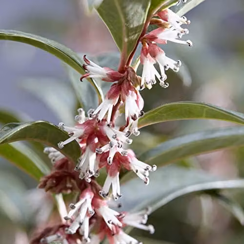 YouGarden Sarcococca hookeriana Winter Gem Hardy Evergreen Ornamental Shrub with White Flowers in 15cm Pot