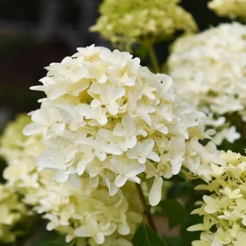 Thompson and Morgan Hydrangea paniculata Skyfall Ornamental Flowering Shrub with White and Pink Blooms, 3 Litre Pot – 2