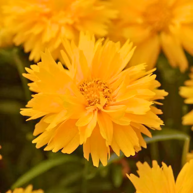 Plants By Post Coreopsis Double The Sun Golden Yellow Perennial Summer Bloomer