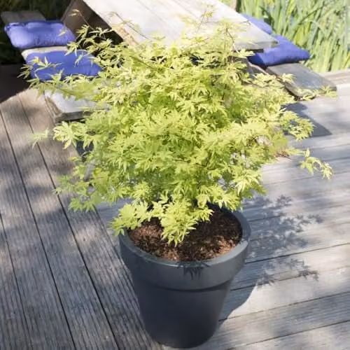Thompson and Morgan Acer Palmatum Anne Irene Ornamental Tree with Variegated Green and Yellow Foliage, 3.6 Litre Pot