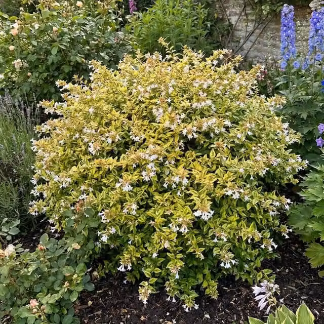 Plants By Post Abelia Francis Mason Variegated Golden Evergreen Ornamental Shrub