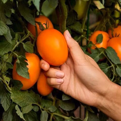 Thompson & Morgan Tomato Vivacious F1 Orange Vegetable Seeds, 8 Seeds per Packet – 3