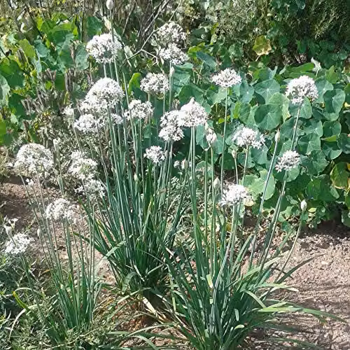 Thompson and Morgan Chinese Chives Allium tuberosum Herb Seeds, 100 Seeds