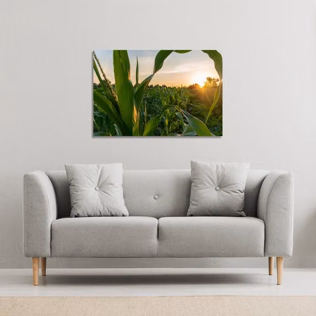Benjamin Tate Design LTD Corn and Sun Close Up Botanical Canvas Print, Green, W: 31 cm, H: 46 cm