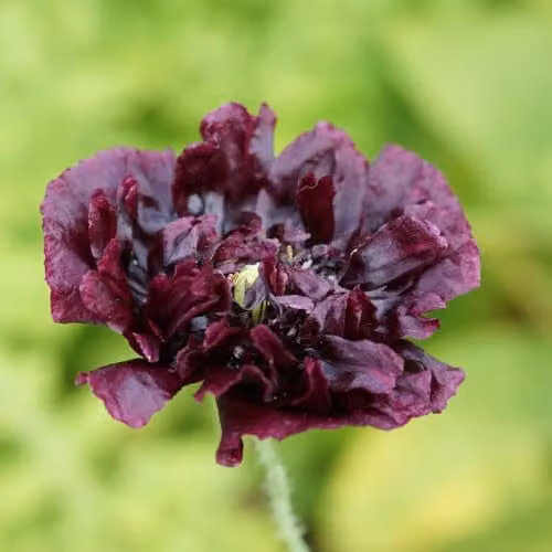 Thompson & Morgan Poppy Black Peony Seeds, Hardy Annual with Deep Red to Black Blooms, 600 Seeds