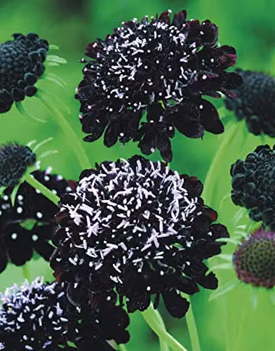Johnsons Scabious Black Knight Ornamental Flower Seeds in Black and Dark Maroon – 3