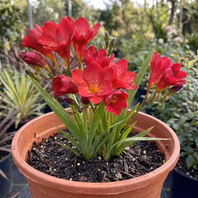 Plants By Post Red River Fragrant Freesia Perennial Plant, 2L