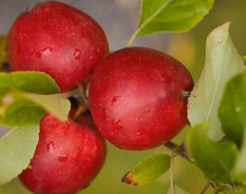 Direct Plants Katy Apple Fruit Tree, 182.88 cm Tall, in a 12 Litre Pot