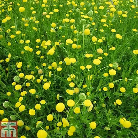 Thompson & Morgan Cotula Coronopifolia Brass Buttons Yellow Marginal Aquatic Plant, Pack of 3, 9cm Pot – 2