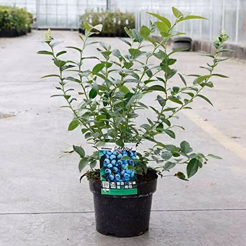 Thompson and Morgan Darrow Blueberry Hardy Flowering Fruit Shrub Bush, 2.5-3 Litre Pot