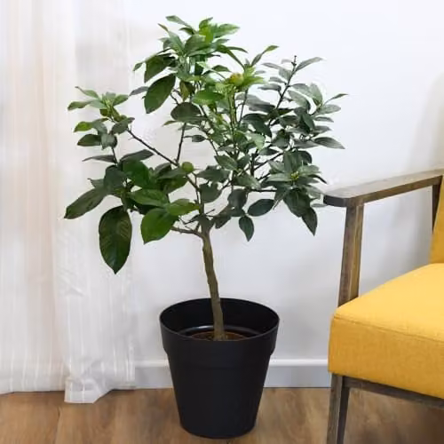 Thompson and Morgan Limequat Citrus Fruit Plant with Glossy Foliage and Scented Flowers, 2.5 Litre Pot