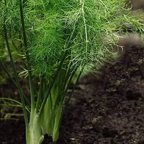 Thompson and Morgan Fennel Herb Seeds Foeniculum vulgare, 250 Seeds