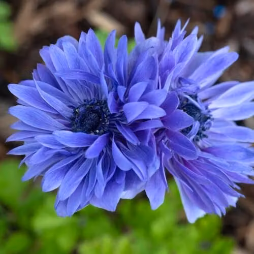 Thompson & Morgan Anemone coronaria Lord Lieutenant Deep Blue Double-Flowered Hardy Spring Bulbs, 40 Bulbs