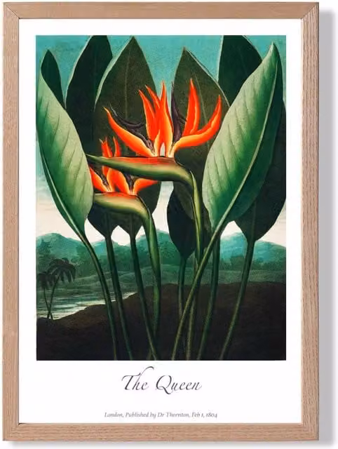 ARTZE The Queen Tropical Flower Vintage Floral Framed Print, Red Oak Frame, A2