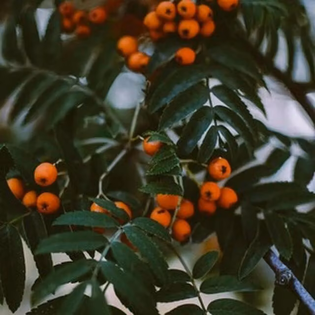 Direct Plants Sorbus Apricot Queen Mountain Ash Ornamental Tree with Orange Berries