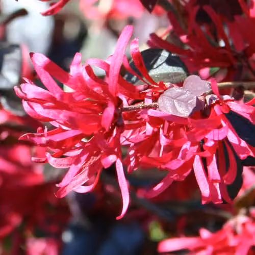 YouGarden Loropetalum Chinese Witch Hazel Black Pearl Ornamental Shrub in 15cm Pot – 4